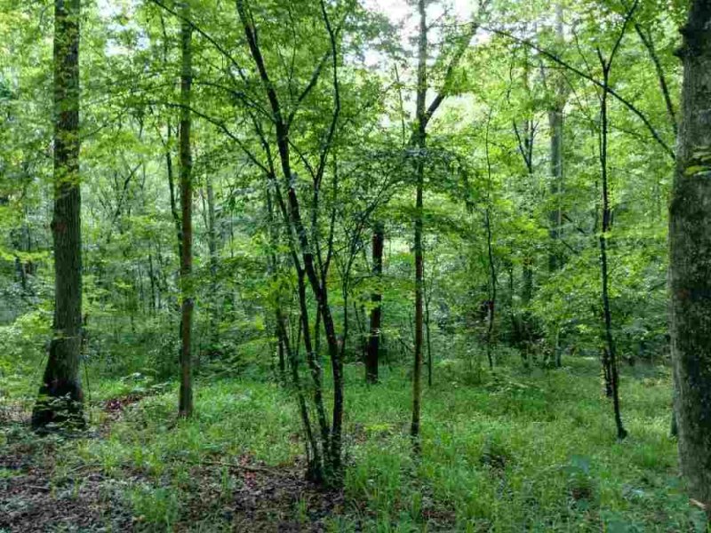 Property image 5 at 144 Julie Way, Pickens, SC 29671