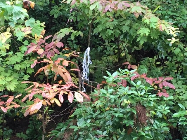 Property image 4 at 905 Bay Ridge Drive, Salem, SC 29676