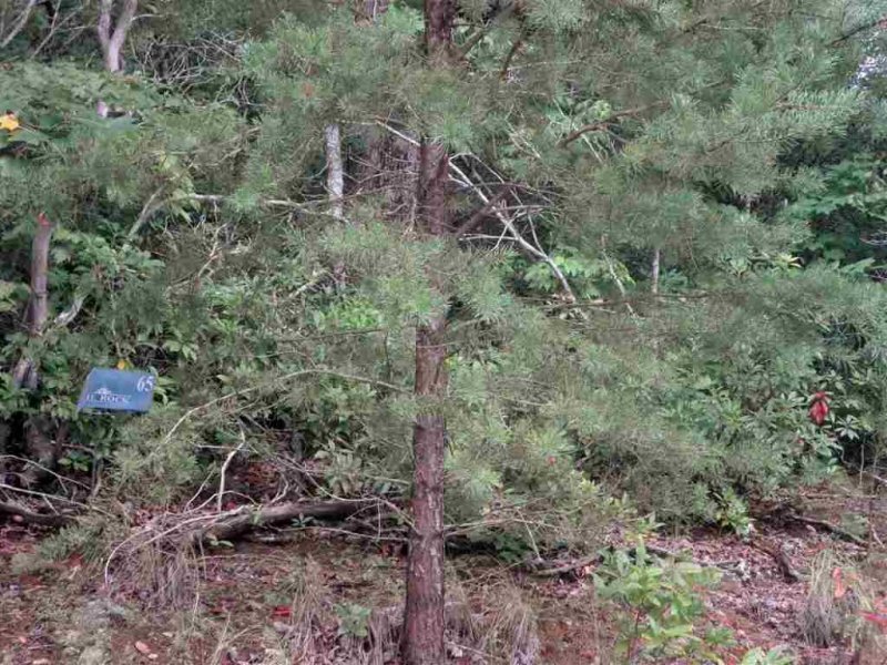 Property image 2 at 342 Woodmere Drive, Pickens, SC 29671