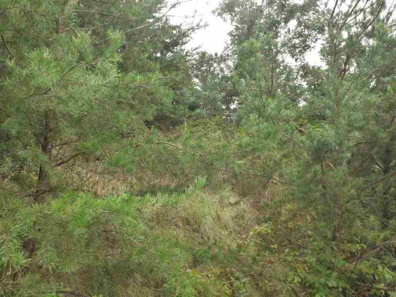 Property image 3 at 342 Woodmere Drive, Pickens, SC 29671