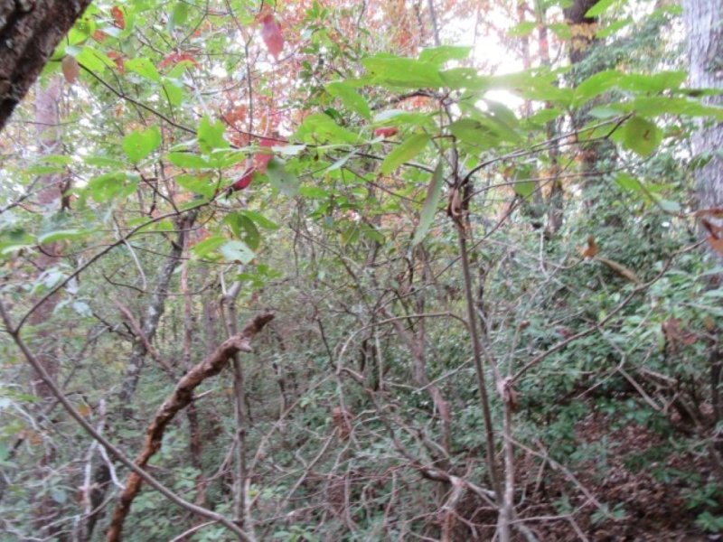 Property image 4 at 329 Woodmere Drive, Pickens, SC 29671