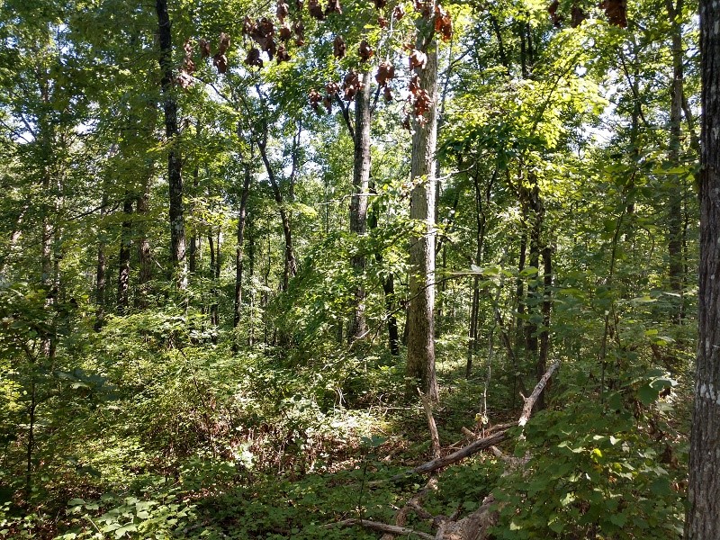 Property image 5 at 608 Scharlin Drive, Pickens, SC 29671