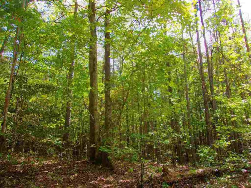 Property image 3 at 00 The Bear Boulevard, Tamassee, SC 29686