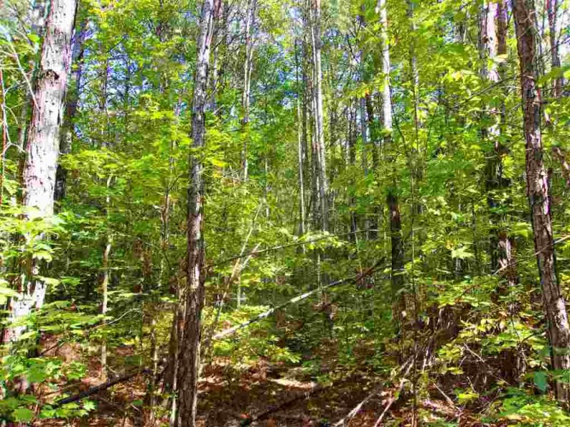 Property image 5 at 00 The Bear Boulevard, Tamassee, SC 29686