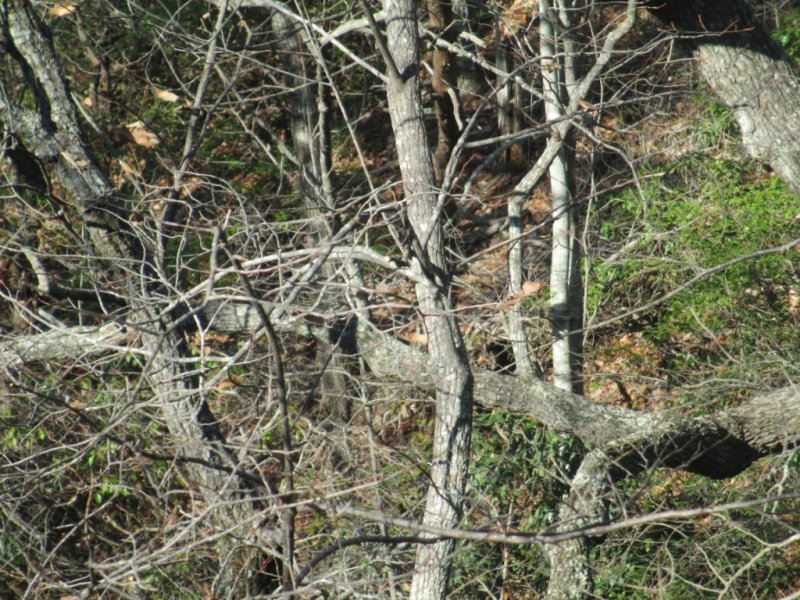 Property image 5 at 259 Jocassee Ridge Way, Salem, SC 29676