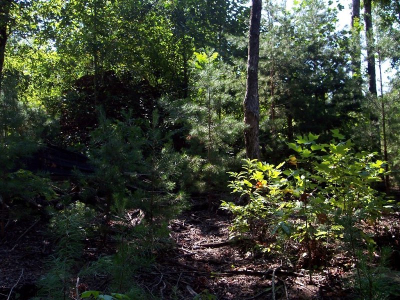 Property image 3 at 353 Woodmere Drive, Pickens, SC 29671