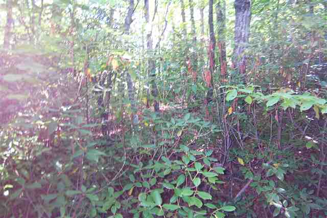 Property image 5 at 425 Lake Becky Road, Mountain Rest, SC 29664