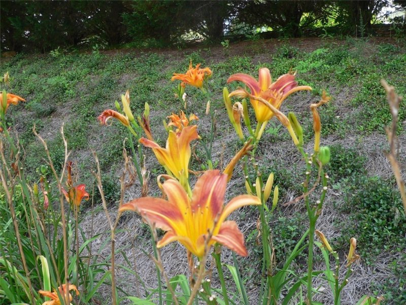 Property image 5 at 100 Lake Ridge Circle, Walhalla, SC 29691