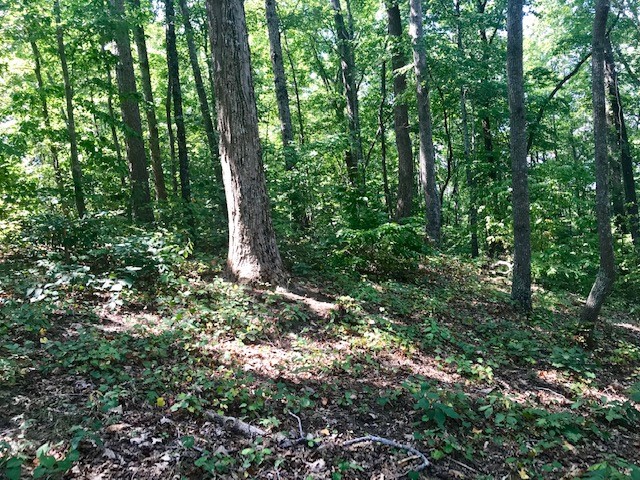 Property image 5 at 559 Riverstone Drive, Salem, SC 29676