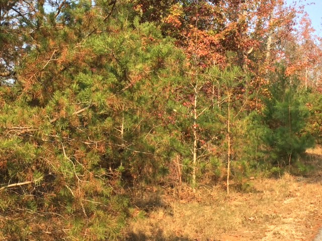 Property image 5 at 184 Seminole Point Road, Fair Play, SC 29643