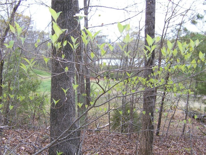Property image 5 at 700 Cross Creek Drive, Seneca, SC 29678