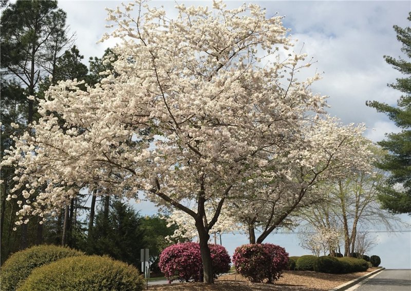 Property image 3 at 118 Augusta National, Anderson, SC 29621