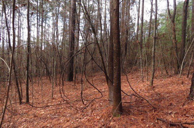 Property image 2 at 00 Mountain Mint Way, Salem, SC 29676