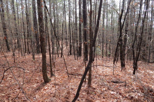 Property image 4 at 00 Mountain Mint Way, Salem, SC 29676