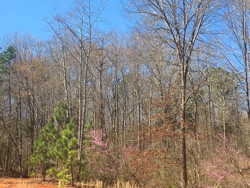 104 Irish Moss Drive