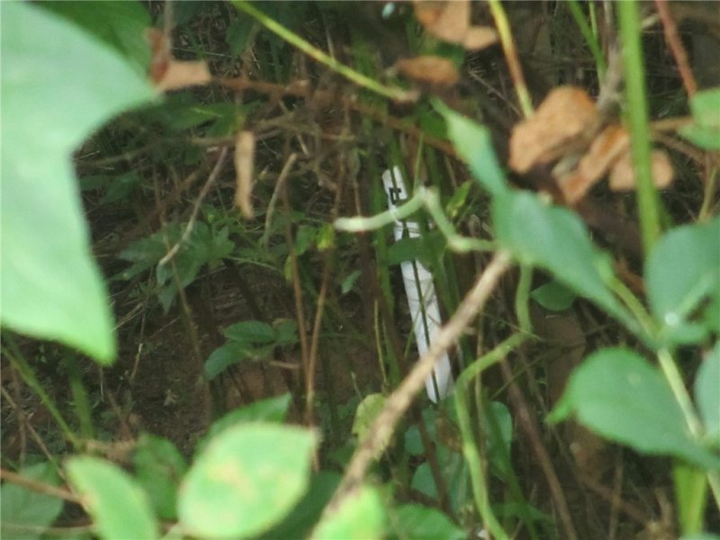 Property image 2 at Lot 54 Clear Sail Way, West Union, SC 29696